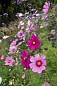 COSMOS SENSATION IN A MIXED SUMMER BORDER