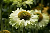 ECHINACEA SUNSEEKERS APPLE GREEN