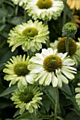 ECHINACEA SUNSEEKERS APPLE GREEN