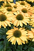 ECHINACEA SUNSEEKERS MELLOW IMPROVED