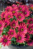 OSTEOSPERMUM FLOWER POWER RED