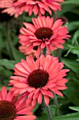 ECHINACEA SUNSEEKERS ORANGE IMPROVED