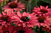 ECHINACEA SUNSEEKERS ORANGE IMPROVED