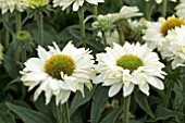 ECHINACEA SUNSEEKERS WHITE PERFECTION