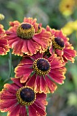 HELENIUM HELENA RED SHADES