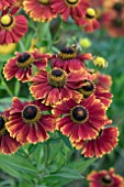 HELENIUM HELENA RED SHADES