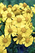 HELENIUM HELENA YELLOW SHADES