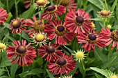 HELENIUM MARIACHI SIESTA