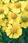 HELENIUM HELENA YELLOW SHADES