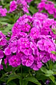 PHLOX PEACOCK LILAC