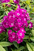 PHLOX PEACOCK PURPLE BICOLOR