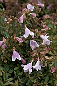 ABELIA GRANDIFLORA PINKY BELLS