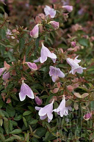 ABELIA_GRANDIFLORA_PINKY_BELLS