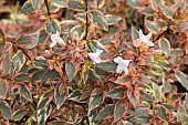 ABELIA TRICOLOR CHARM