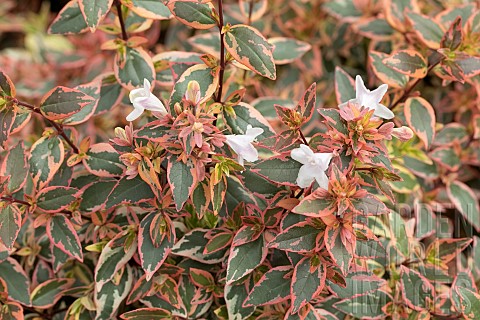 ABELIA_TRICOLOR_CHARM