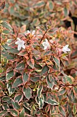 ABELIA TRICOLOR CHARM