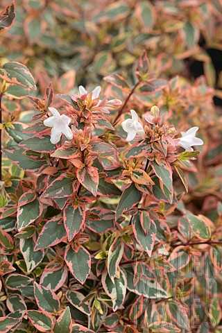 ABELIA_TRICOLOR_CHARM