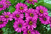 OSTEOSPERMUM FLOWER POWER SILVER PURPLE