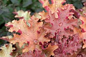 HEUCHERA ORANGEBERRY