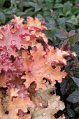 HEUCHERA ORANGEBERRY