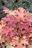 HEUCHERA ORANGEBERRY