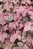 HEUCHERA PLUM POWER