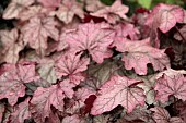 HEUCHERA PLUM POWER