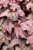 HEUCHERA PLUM POWER