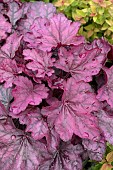 HEUCHERA WILD ROSE