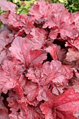 HEUCHERA FOREVER RED