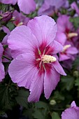 HIBISCUS WALBERTONS ROSE MOON