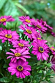 OSTEOSPERMUM FLOWER POWER SILVER PURPLE