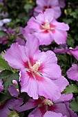 HIBISCUS WALBERTONS ROSE MOON