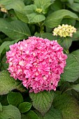 HYDRANGEA STELLAR ROSE