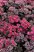 SEDUM DAZZLEBERRY