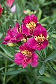 ALSTROEMERIA SUMMER DANCE