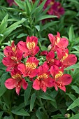 ALSTROEMERIA SUMMER RED