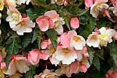 BEGONIA SWEETSPICE APPLEBLOSSOM