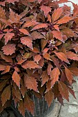 COLEUS FLAMETHROWER HABANERO