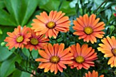 OSTEOSPERMUM FIREBURST