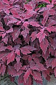 COLEUS FLAMETHROWER SALSA ROJA