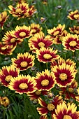 COREOPSIS LIL BANG DAYBREAK