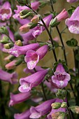 DIGITALIS LUCAS