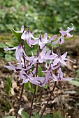 ERYTHRONIUM HENDERSONII