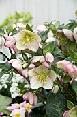 HELLEBORUS FROST KISS GLENDAS GLOSS