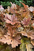 HEUCHERA HOPSCOTCH