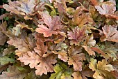 HEUCHERA HOPSCOTCH