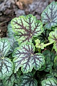 HEUCHERA MARVELOUS MARBLE SILVER