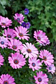 OSTEOSPERMUM FLOWER POWER DARK PINK