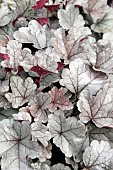 HEUCHERA SILVER GUMDROPS